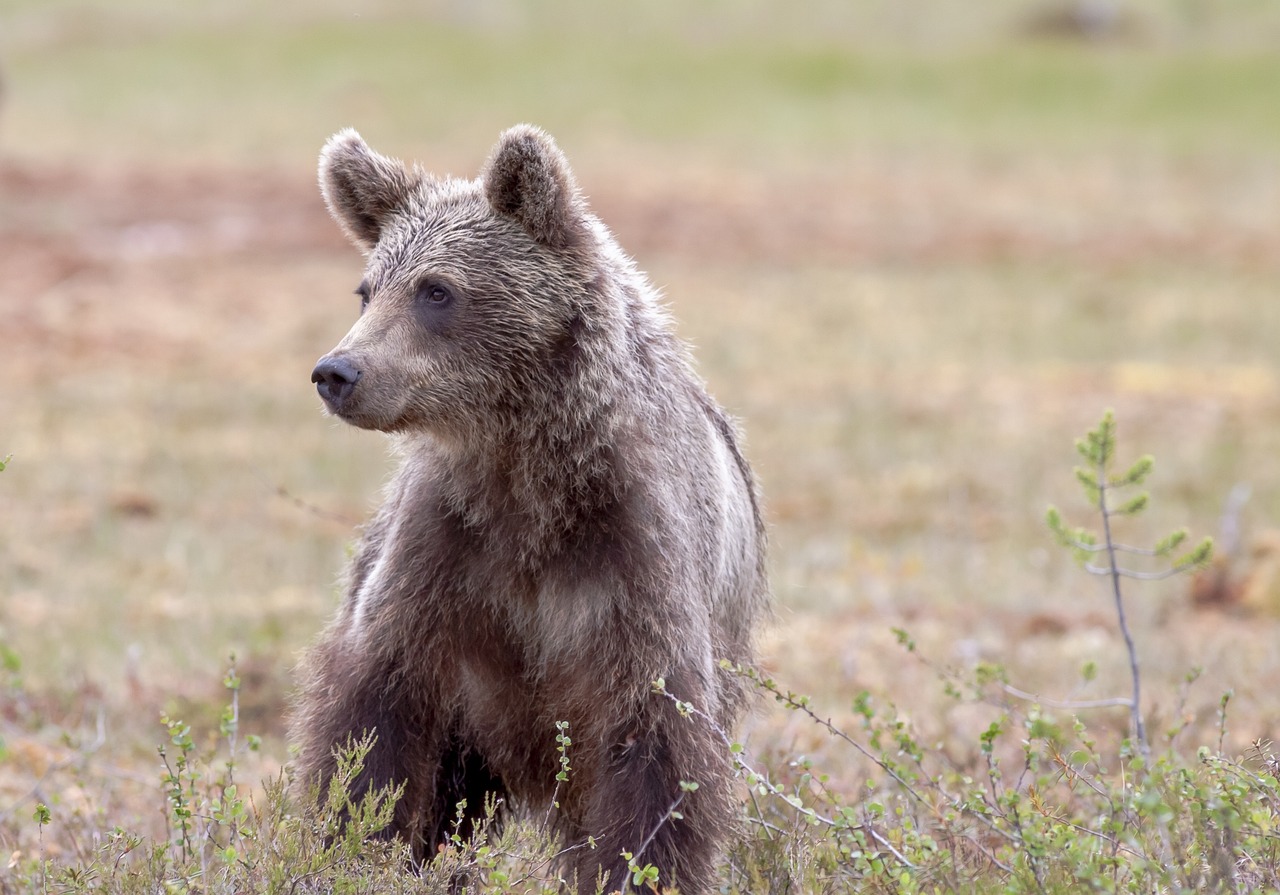 bear, brown bear, bear cub-6771842.jpg